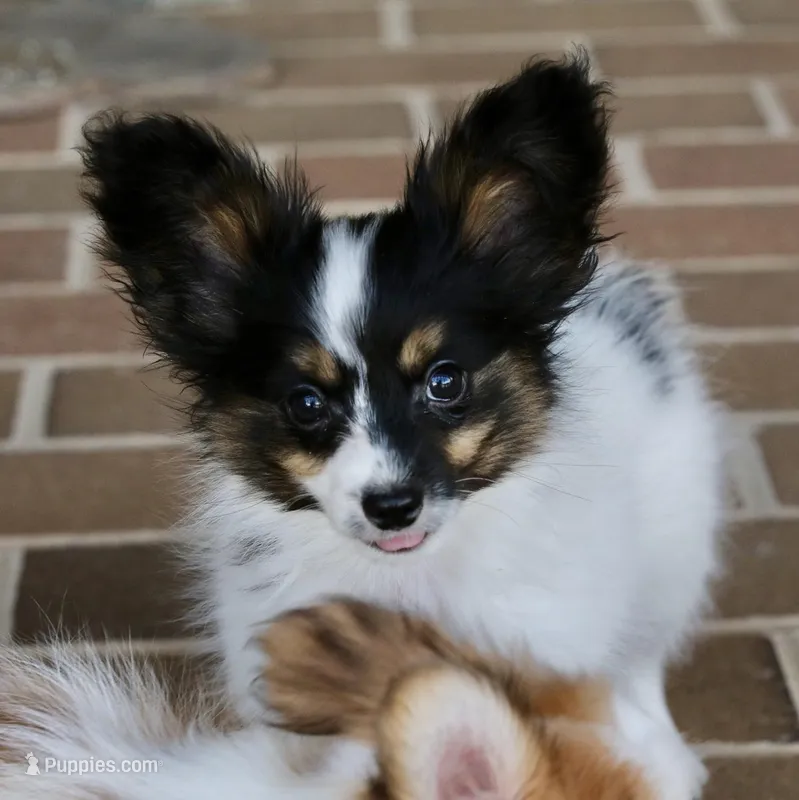 Taco – Papillon puppy for sale in Youngstown, OH