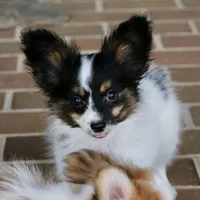 Taco, a male Papillon for sale in Youngstown, OH – Photo 1 of 10