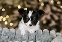 Taco, a male Papillon for sale in Youngstown, OH – Photo 4 of 9