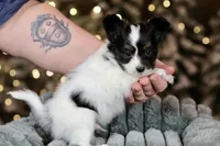Taco, a male Papillon for sale in Youngstown, OH – Photo 6 of 9