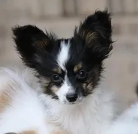 Taco, a male Papillon for sale in Youngstown, OH – Photo 2 of 10
