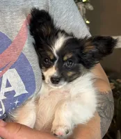 Taco, a male Papillon for sale in Youngstown, OH – Photo 6 of 10