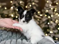 Taco, a male Papillon for sale in Youngstown, OH – Photo 7 of 9