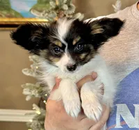 Taco, a male Papillon for sale in Youngstown, OH – Photo 3 of 10