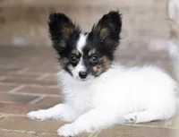 Taco, a male Papillon for sale in Youngstown, OH – Photo 4 of 10