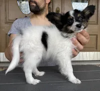 Taco, a male Papillon for sale in Youngstown, OH – Photo 9 of 10