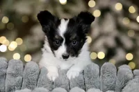 Taco, a male Papillon for sale in Youngstown, OH – Photo 2 of 9