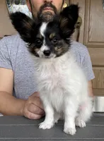 Taco, a male Papillon for sale in Youngstown, OH – Photo 8 of 10