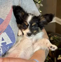 Taco, a male Papillon for sale in Youngstown, OH – Photo 7 of 10