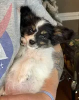Taco, a male Papillon for sale in Youngstown, OH – Photo 5 of 10