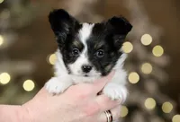 Taco, a male Papillon for sale in Youngstown, OH – Photo 5 of 9