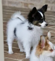 Taco, a male Papillon for sale in Youngstown, OH – Photo 5 of 10