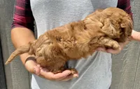 Noona, a female Cavalier King Charles Spaniel for sale in Youngstown, OH – 6 of 10