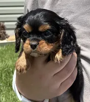 Triscuit, a female Cavalier King Charles Spaniel for sale in Youngstown, OH – 5 of 7