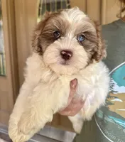 Winston, a male Shihpoo for sale in Youngstown, OH – 10 of 10