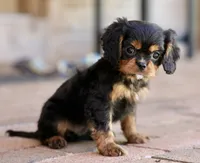 Keebler, a male Cavalier King Charles Spaniel for sale in Youngstown, OH – 6 of 8
