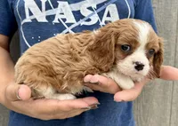 Chili, a male Cavalier King Charles Spaniel for sale in Youngstown, OH – 6 of 9