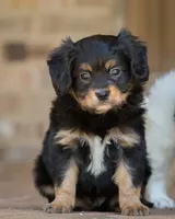 CAVALON Frisbee, a male Cavalier King Charles Spaniel and Papillon for sale in Youngstown, OH – 3 of 10