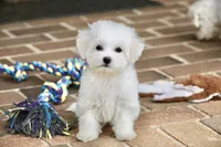 Savannah, a female Shichon for sale in Youngstown, OH – Photo 4 of 10
