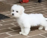 Savannah, a female Shichon for sale in Youngstown, OH – Photo 6 of 10