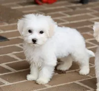 Savannah, a female Shichon for sale in Youngstown, OH – Photo 5 of 10