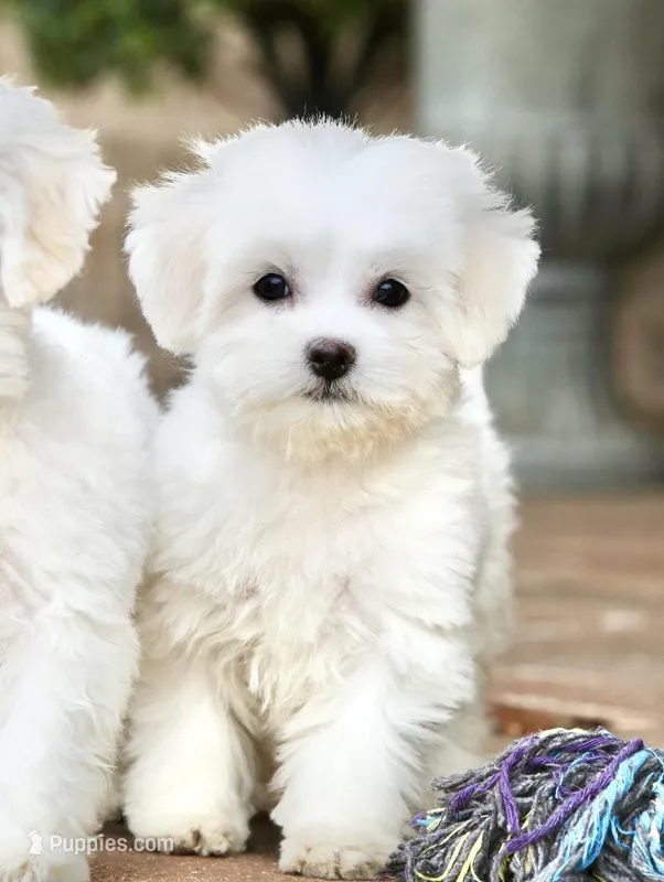 Savannah – Shichon puppy for sale in Youngstown, OH