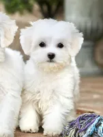 Savannah, a female Shichon for sale in Youngstown, OH – Photo 1 of 10