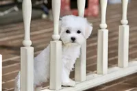 Savannah, a female Shichon for sale in Youngstown, OH – Photo 9 of 10