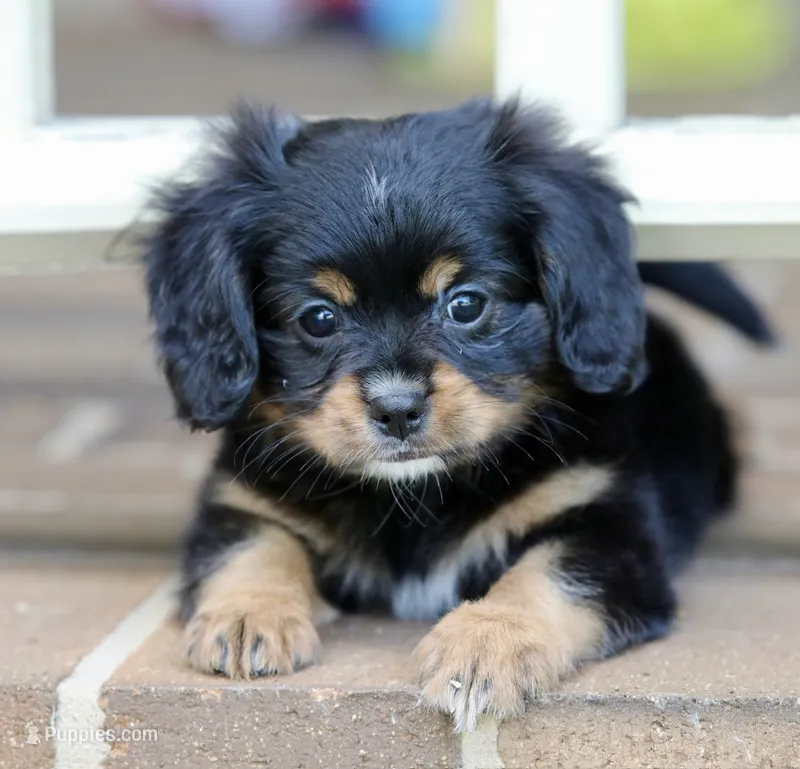 CAVALON Sherwin – Cavalier King Charles Spaniel, Papillon puppy for sale in Youngstown, OH