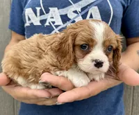 Chili, a male Cavalier King Charles Spaniel for sale in Youngstown, OH – 9 of 9