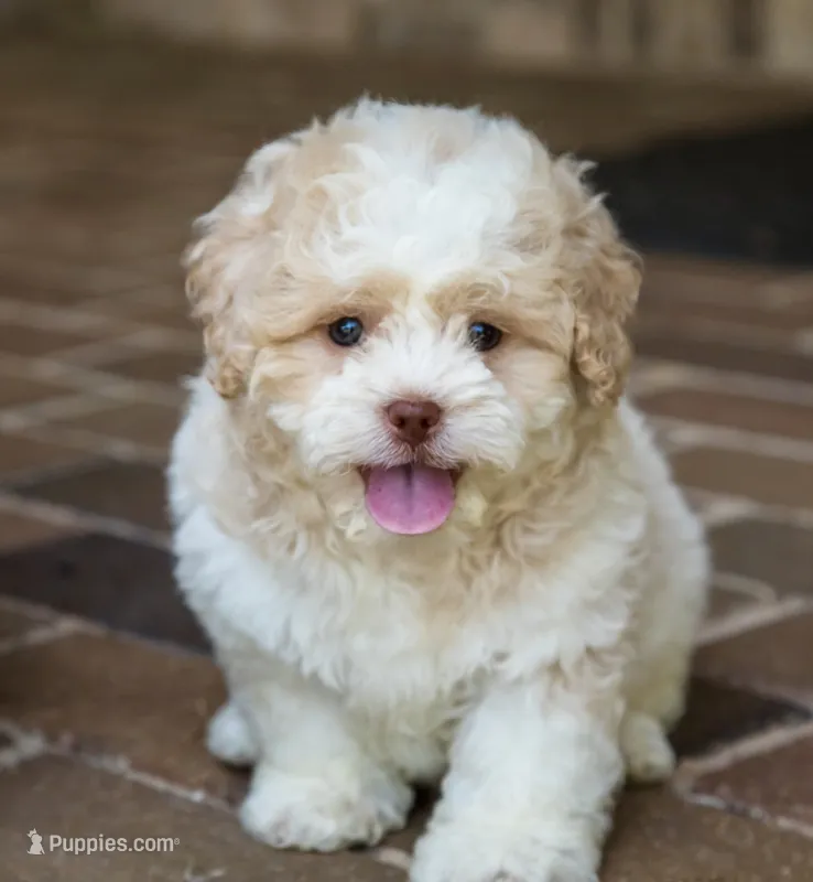 Sullivan – Shihpoo puppy for sale in Youngstown, OH