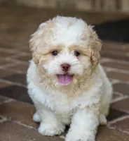 Sullivan, a male Shihpoo for sale in Youngstown, OH – 1 of 10