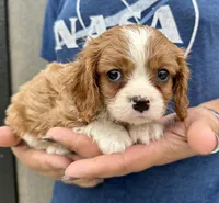 Chili, a male Cavalier King Charles Spaniel for sale in Youngstown, OH – 8 of 9