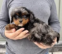 FInn, a male Cavapoo for sale in Youngstown, OH – Photo 8 of 10