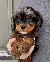 FInn, a male Cavapoo for sale in Youngstown, OH – Photo 4 of 10