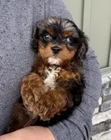 FInn, a male Cavapoo for sale in Youngstown, OH – Photo 5 of 10