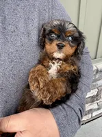 FInn, a male Cavapoo for sale in Youngstown, OH – Photo 2 of 10