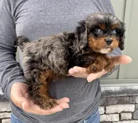 FInn, a male Cavapoo for sale in Youngstown, OH – Photo 7 of 10