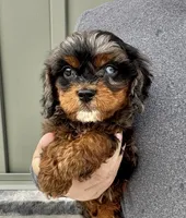 FInn, a male Cavapoo for sale in Youngstown, OH – Photo 3 of 10