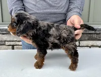 FInn, a male Cavapoo for sale in Youngstown, OH – Photo 10 of 10