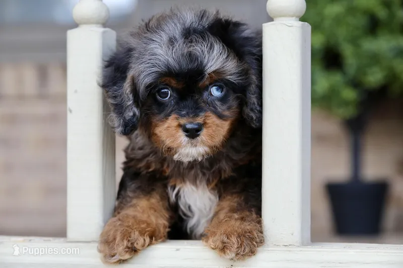 FInn – Cavapoo puppy for sale in Youngstown, OH