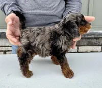 FInn, a male Cavapoo for sale in Youngstown, OH – Photo 9 of 10