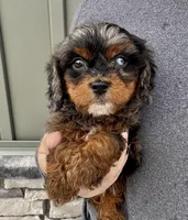 FInn, a male Cavapoo for sale in Youngstown, OH – Photo 1 of 10