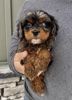 FInn, a male Cavapoo for sale in Youngstown, OH – Photo 6 of 10