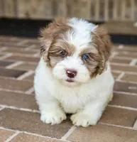 Winston, a male Shihpoo for sale in Youngstown, OH – 9 of 10