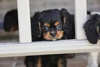 Keebler, a male Cavalier King Charles Spaniel for sale in Youngstown, OH – 4 of 8