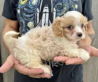 Jax, a male Cavapoo for sale in Youngstown, OH – 4 of 8