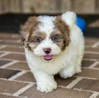 Winston, a male Shihpoo for sale in Youngstown, OH – 2 of 10