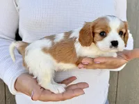 Ritz, a male Cavalier King Charles Spaniel for sale in Youngstown, OH – 5 of 10