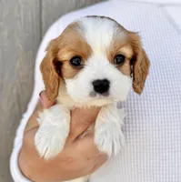 Ritz, a male Cavalier King Charles Spaniel for sale in Youngstown, OH – 4 of 10